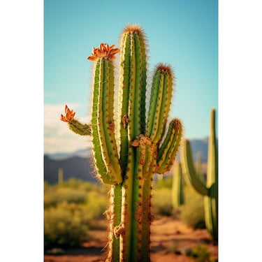 Cactus in Desert canvas